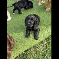 Cocker Spaniel (Working &amp; Show) - Both