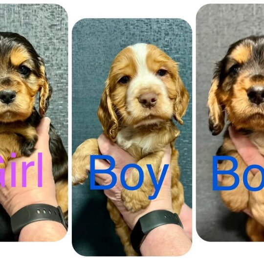 Cocker Spaniel (Working &amp; Show) - Both