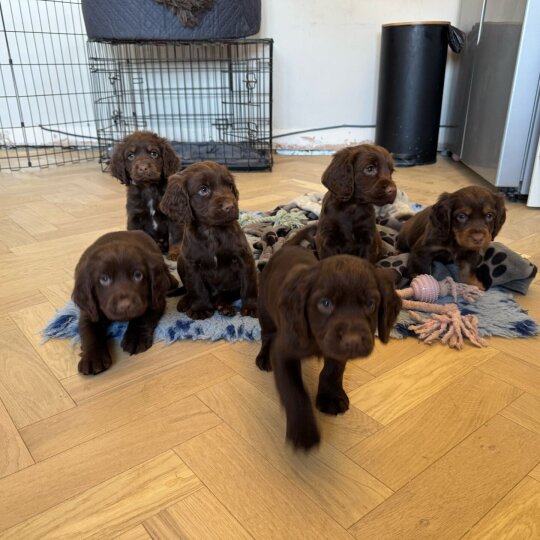 Cocker Spaniel (Working &amp; Show) - Dogs