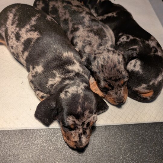 Dachshund (Standard &amp; Miniature) - Both