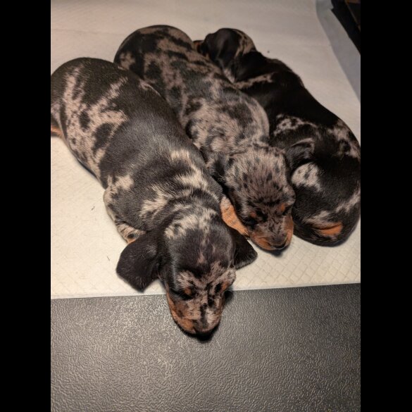 Dachshund (Standard &amp; Miniature) - Both