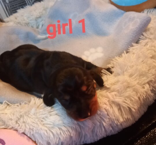 Dachshund (Standard &amp; Miniature)