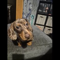 Dachshund (Standard &amp; Miniature) - Dogs