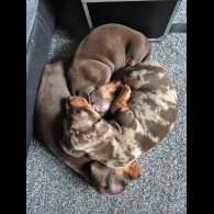 Dachshund (Standard &amp; Miniature) - Dogs