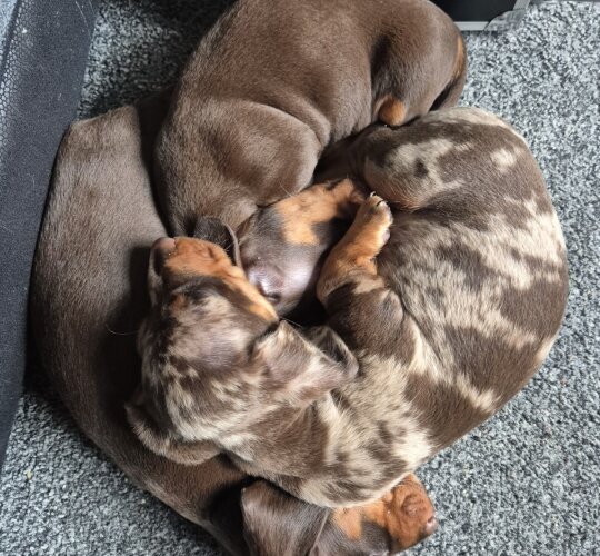 Dachshund (Standard &amp; Miniature)