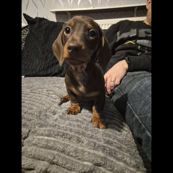 Dachshund (Standard &amp; Miniature) - Dogs