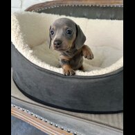 Dachshund (Standard &amp; Miniature) - Both