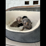 Dachshund (Standard &amp; Miniature) - Both