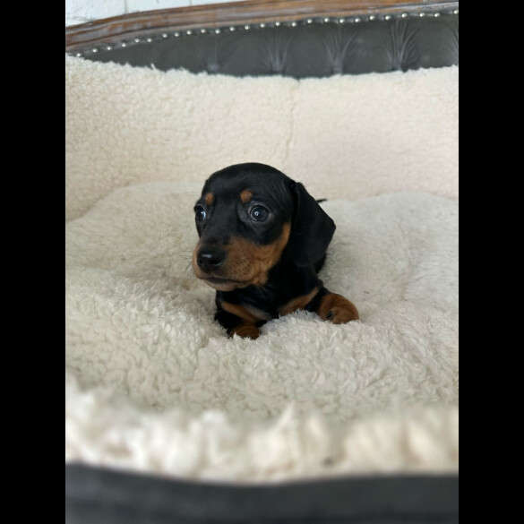 Dachshund (Standard &amp; Miniature) - Both