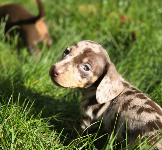 Dachshund (Standard &amp; Miniature)