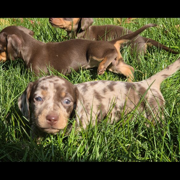 Dachshund (Standard &amp; Miniature) - Bitches