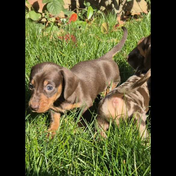 Dachshund (Standard &amp; Miniature) - Bitches