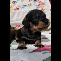 Dachshund (Standard &amp; Miniature) - Both