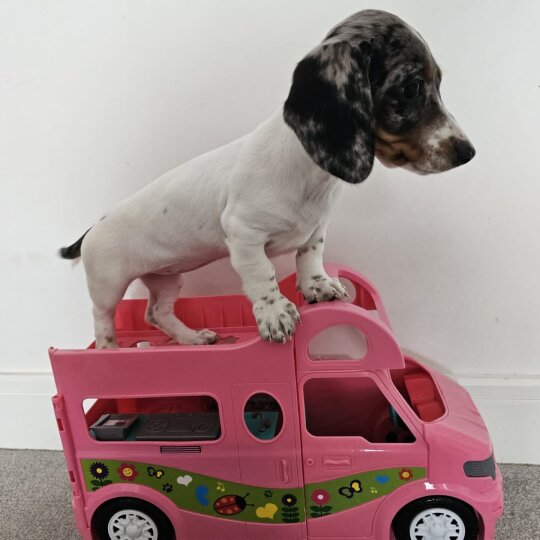 Dachshund (Standard &amp; Miniature) - Both