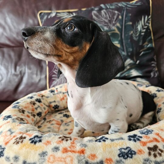 Dachshund (Standard &amp; Miniature) - Dogs