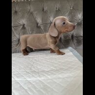 Dachshund (Standard &amp; Miniature) - Both