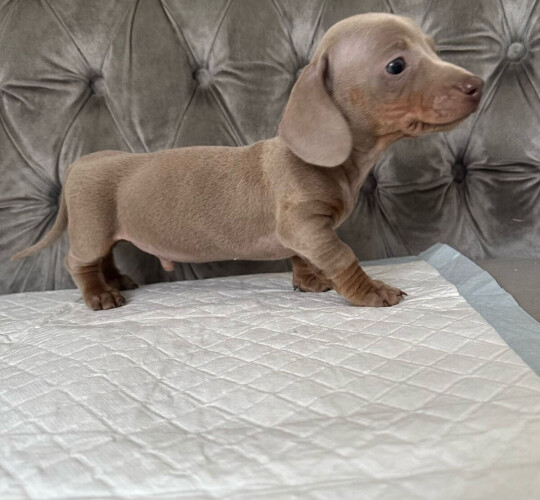 Dachshund (Standard &amp; Miniature)