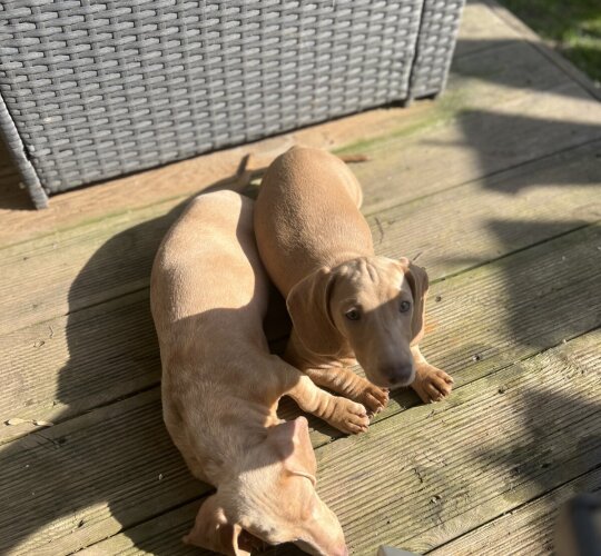 Dachshund (Standard &amp; Miniature)