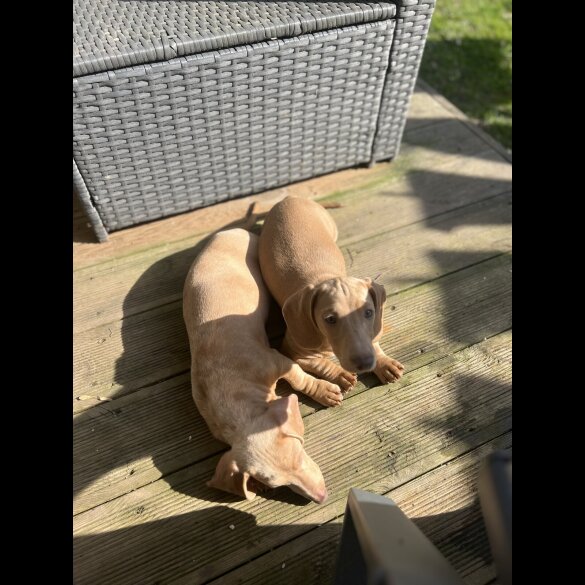 Dachshund (Standard &amp; Miniature) - Both