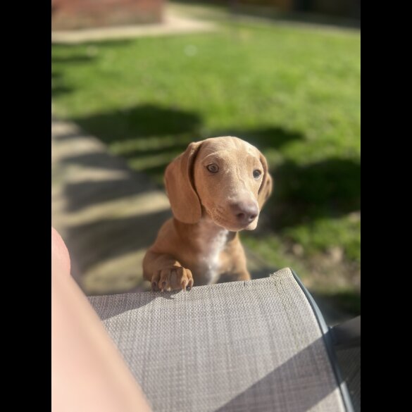 Dachshund (Standard &amp; Miniature) - Both