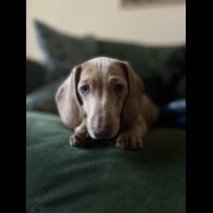 Dachshund (Standard &amp; Miniature) - Both