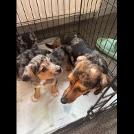 Dachshund (Standard &amp; Miniature) - Both