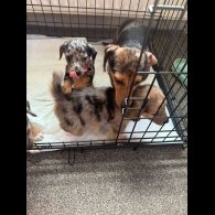 Dachshund (Standard &amp; Miniature) - Both