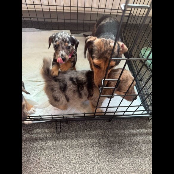 Dachshund (Standard &amp; Miniature) - Both