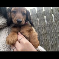 Dachshund (Standard &amp; Miniature) - Both