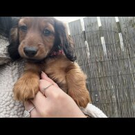 Dachshund (Standard &amp; Miniature) - Both