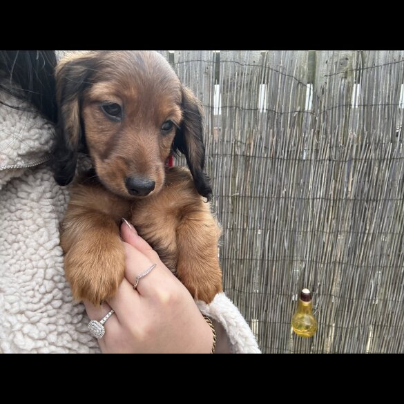 Dachshund (Standard &amp; Miniature) - Both