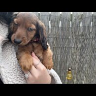 Dachshund (Standard &amp; Miniature) - Both