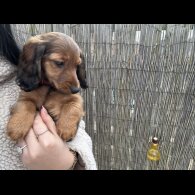 Dachshund (Standard &amp; Miniature) - Both