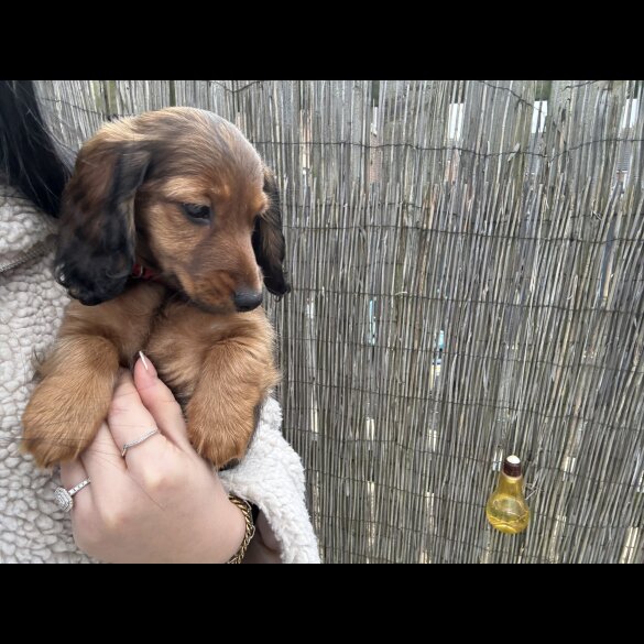 Dachshund (Standard &amp; Miniature) - Both