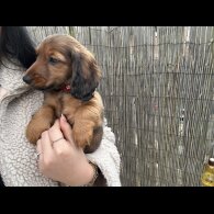 Dachshund (Standard &amp; Miniature) - Both