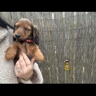 Dachshund (Standard &amp; Miniature) - Both