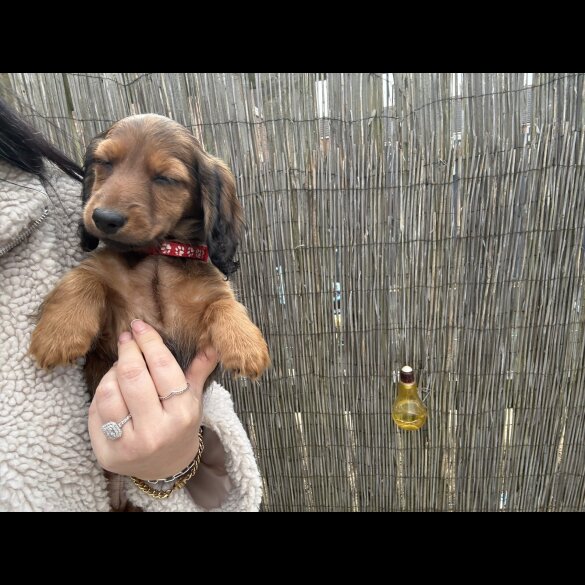 Dachshund (Standard &amp; Miniature) - Both