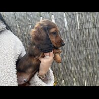 Dachshund (Standard &amp; Miniature) - Both