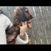 Dachshund (Standard &amp; Miniature) - Both