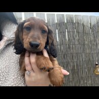 Dachshund (Standard &amp; Miniature) - Both