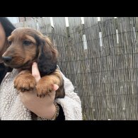 Dachshund (Standard &amp; Miniature) - Both