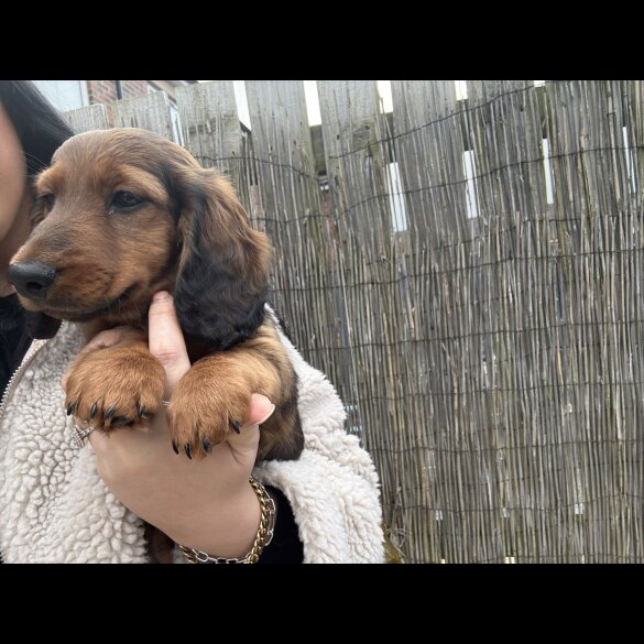 Dachshund (Standard &amp; Miniature) - Both