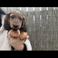 Dachshund (Standard &amp; Miniature) - Both