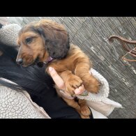 Dachshund (Standard &amp; Miniature) - Both