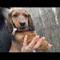 Dachshund (Standard &amp; Miniature) - Both