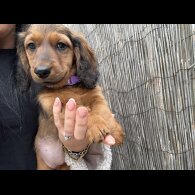 Dachshund (Standard &amp; Miniature) - Both