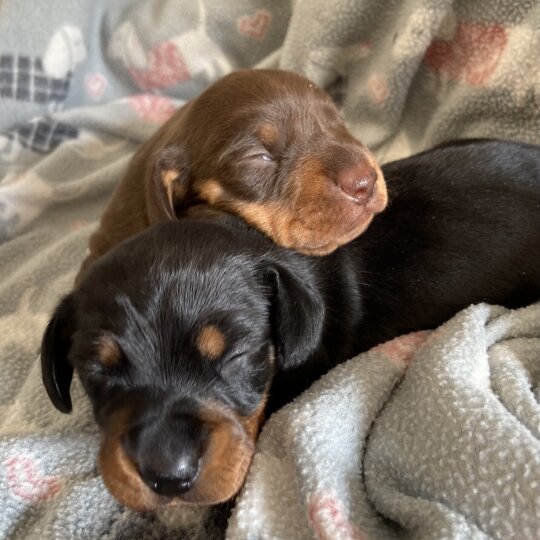 Dachshund (Standard &amp; Miniature) - Both