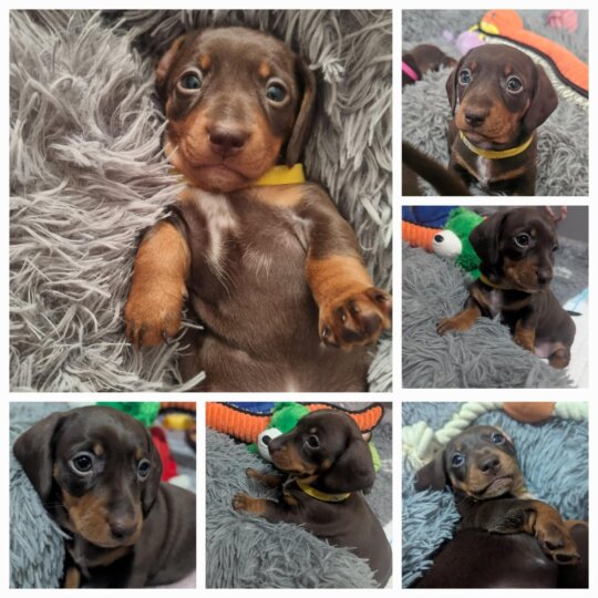 Dachshund (Standard &amp; Miniature) - Bitches