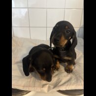 Dachshund (Standard &amp; Miniature) - Both