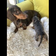 Dachshund (Standard &amp; Miniature) - Dogs